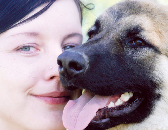 Learn About The German Shepherd Dog Breed From A Trusted Veterinarian