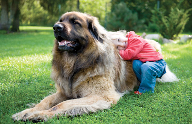 Giant Mixed Breed Dog Breed Info