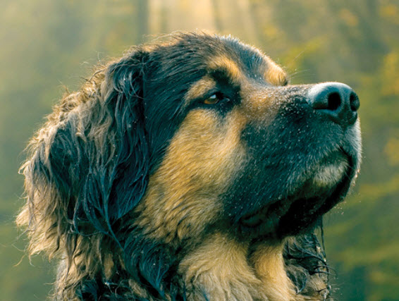 large cross breed dogs