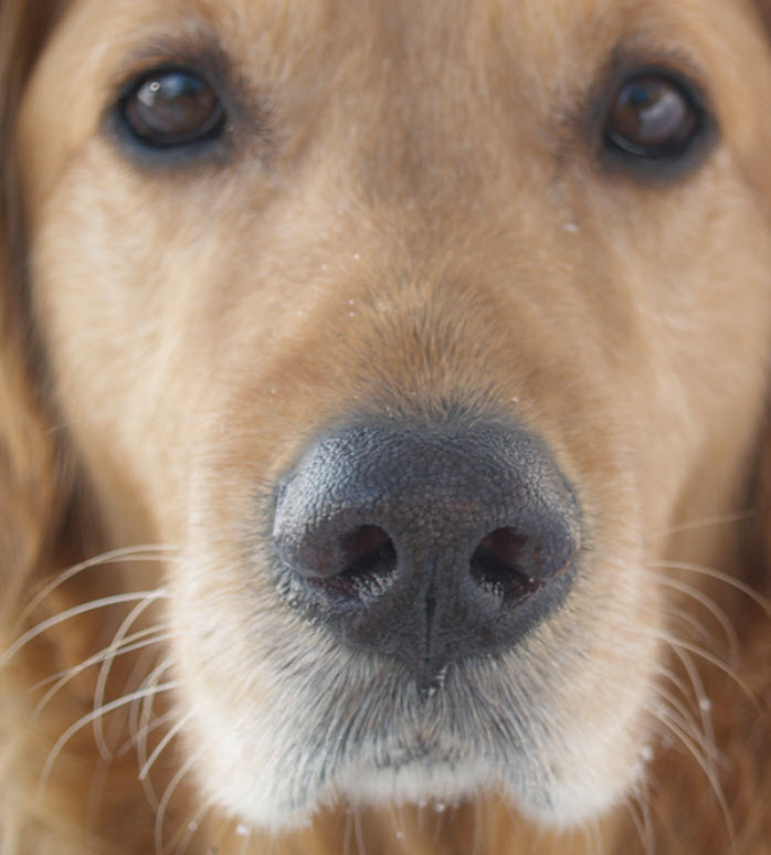 can golden retrievers have white on them