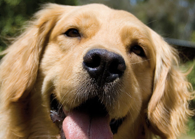 information about golden retriever dog