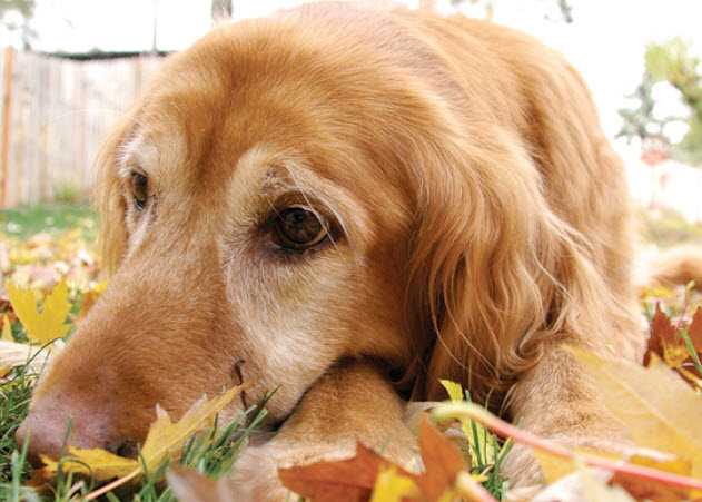 golden retriever care