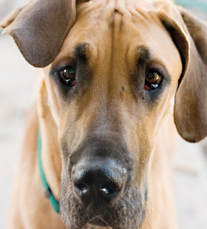 will my great danes eyes stay blue