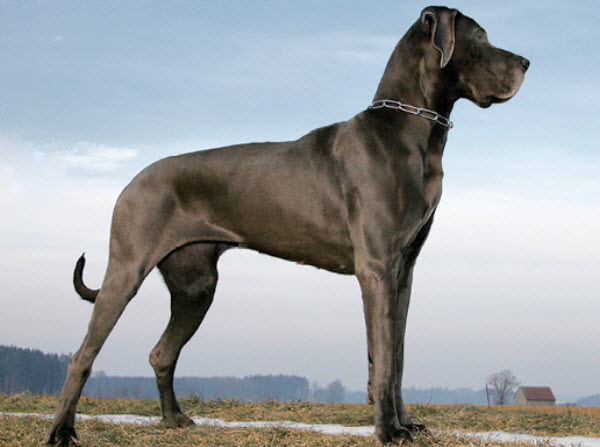 What kind of dog is a great sales dane