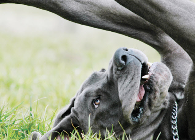 Great Dane Dog Breed Info