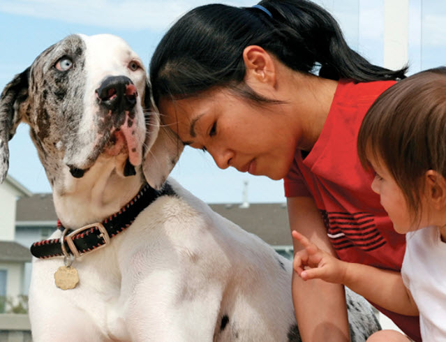 Great Dane Dog Breed Information