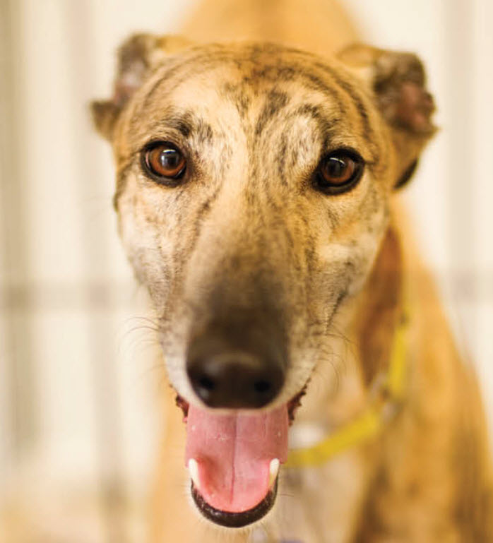 Greyhound | Rau Animal Hospital