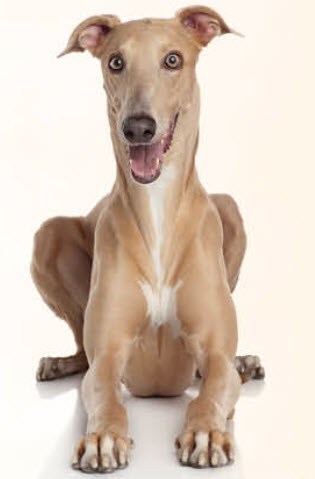 Greyhound Dog Breed Info