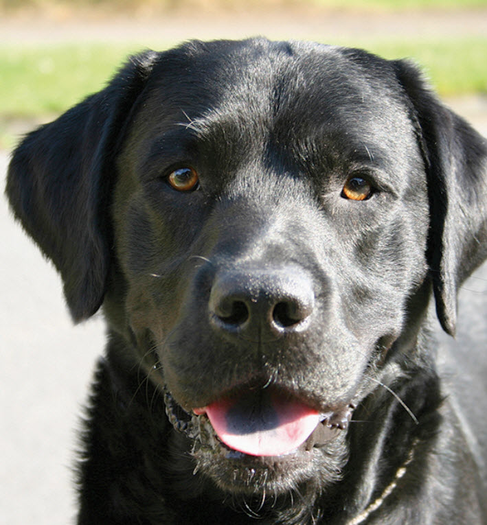 Labrador Retriever