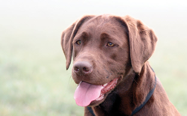 Labrador Retriever Dog Breed Info