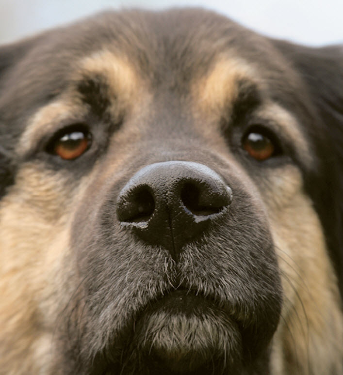 Large Mixed Breed