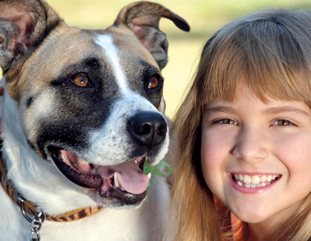 Big mixed shop breed dogs