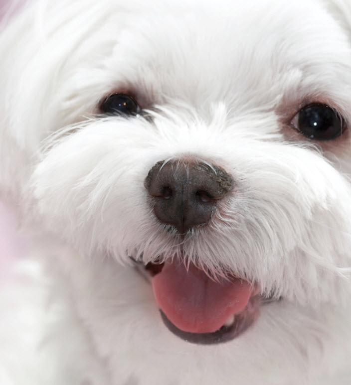 do maltese puppies shed their coat