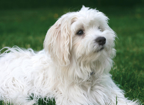 Maltese Dog Breed Info