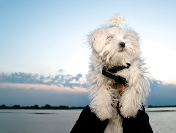 bald maltese