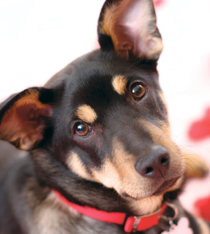 mixed breed dogs