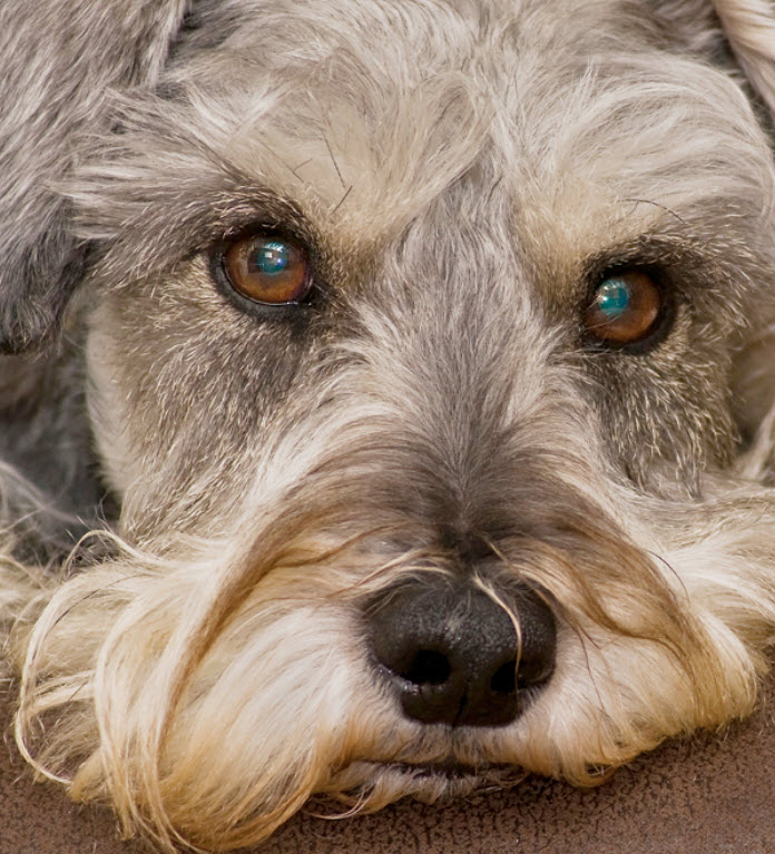 do schnauzers have hair or fur