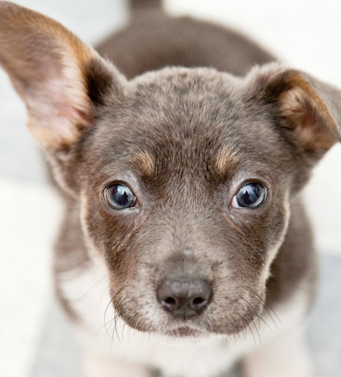 small mixed breed puppies