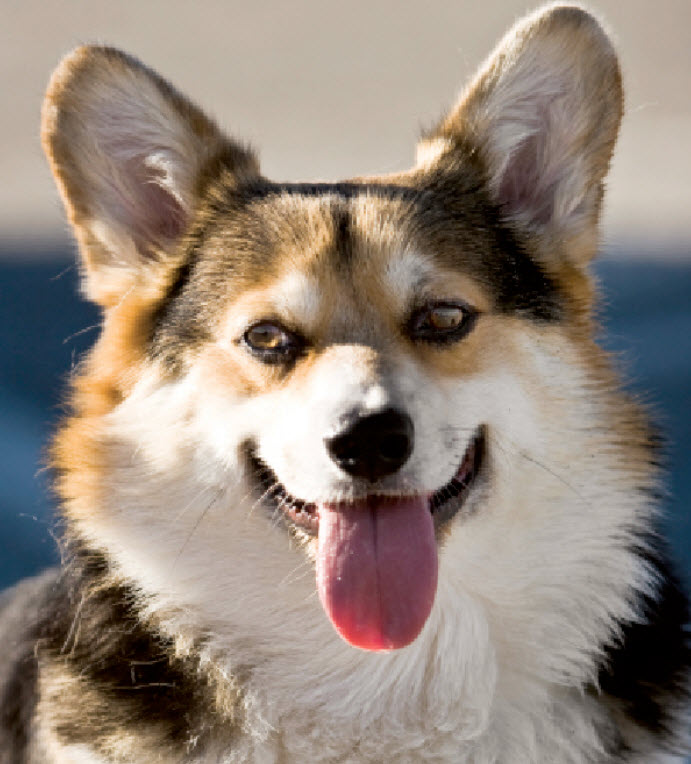 does the cardigan welsh corgi have canine distemper