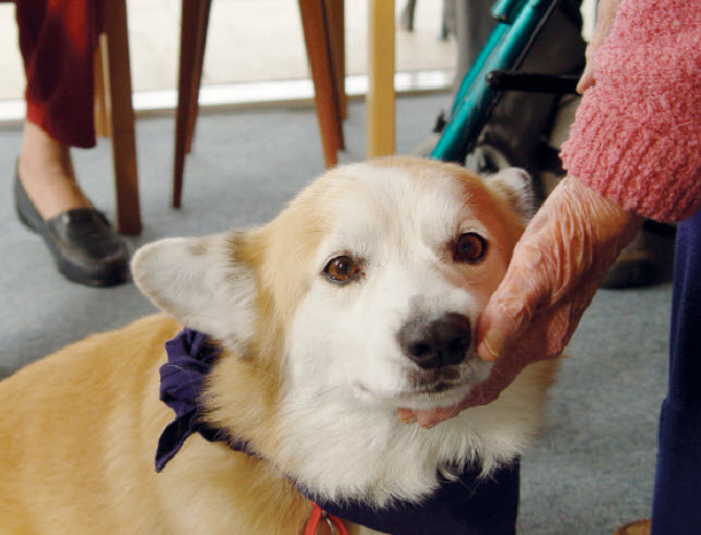 Pembroke Welsh Corgi