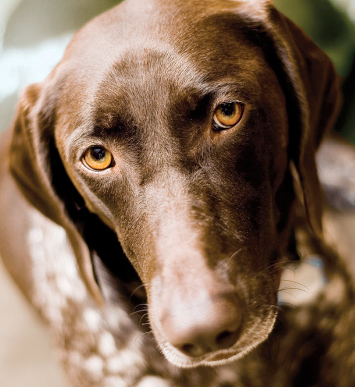 lab pointer dog