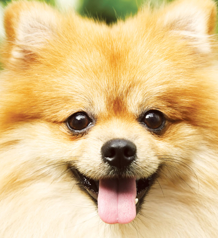 why do pomeranians get alopecia