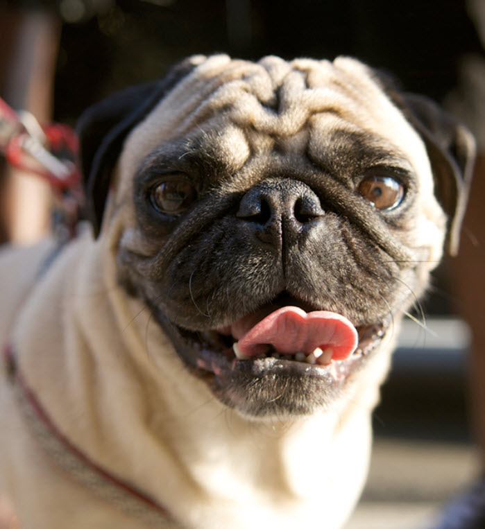 fur real pug dog