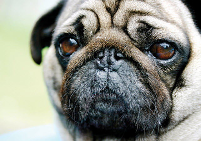 Learn About The Pug Dog Breed From A Trusted Veterinarian