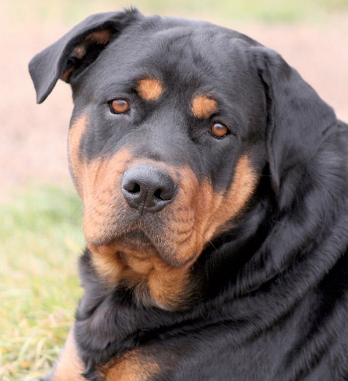 Mezcla Basenji Rottweiler