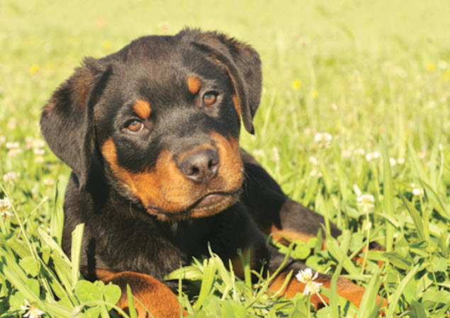 how many times a year do rottweilers go into heat