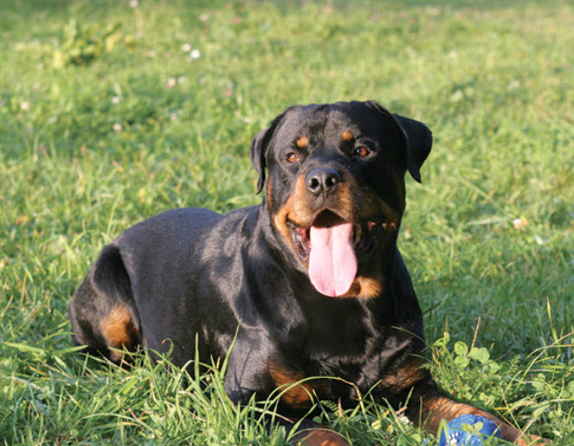 Rottweiler cheap hair loss