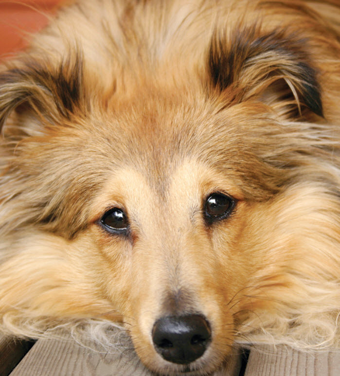 are shelties good apartment dogs