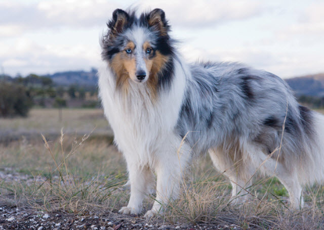 short haired shetland sheepdog