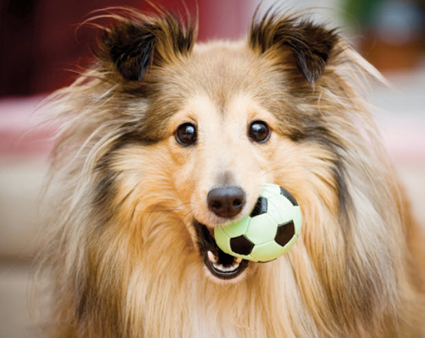 shetland sheepdog care