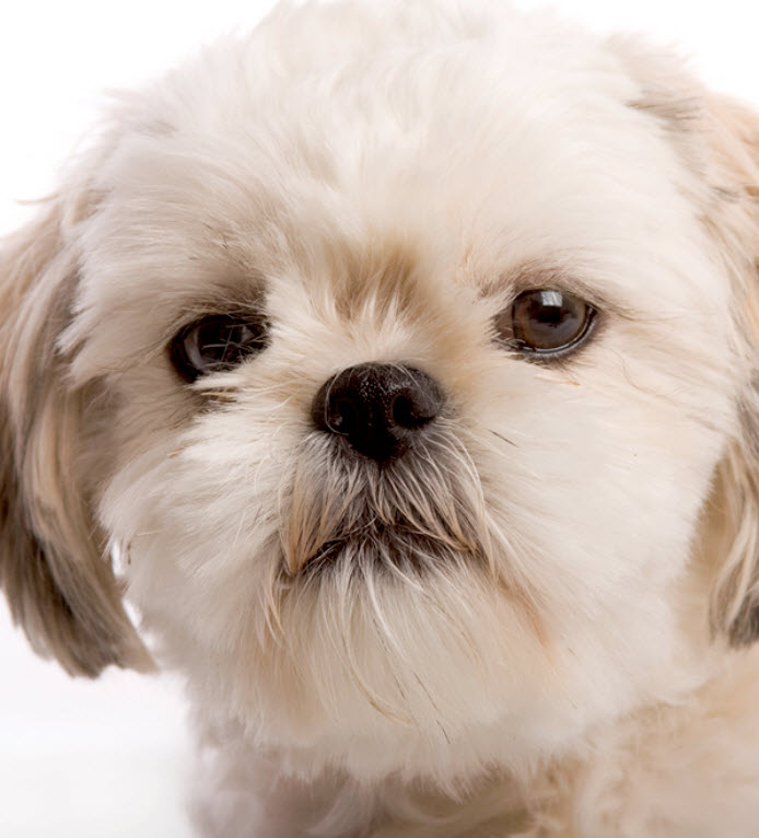 Shih Tzu | Carson Animal Hospital