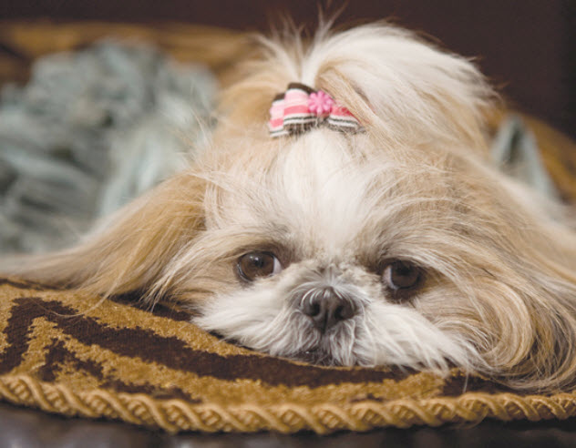 what causes bladder stones in shih tzus