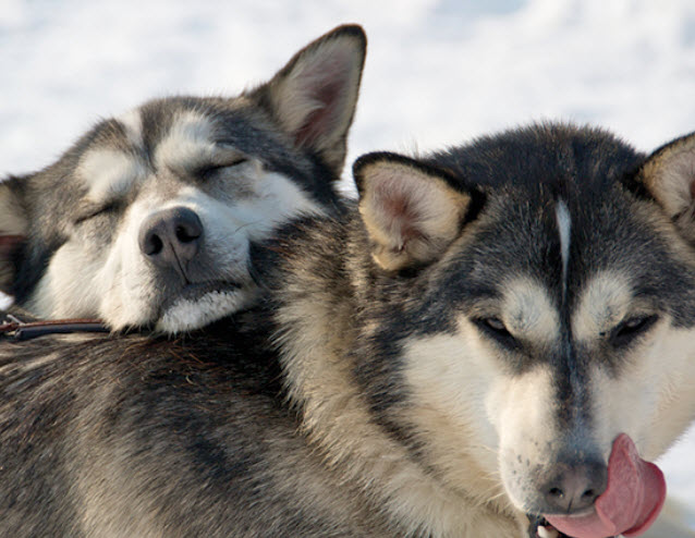 taking care of a husky