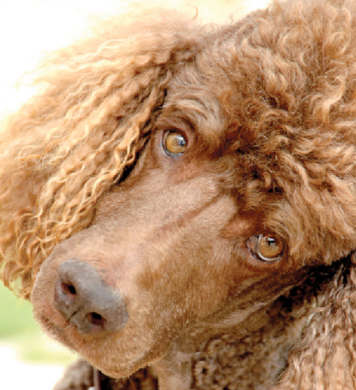 can poodle survive in india