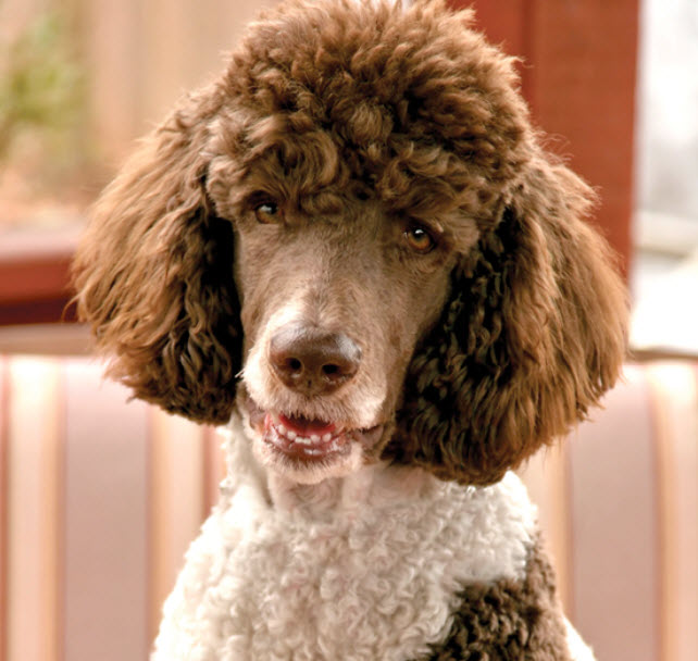 Standard poodle deals puppy care