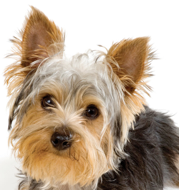 Home remedies clearance for yorkie itching