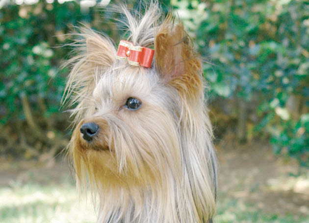 Yorkshire Terrier Dog Breed Info