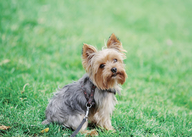 Yorkshire terrier of store dog