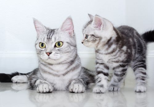 American Shorthair Cat Breed, Geniusvets.