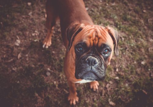 Boxer Dog Guide | Breed Characteristics & Care Information