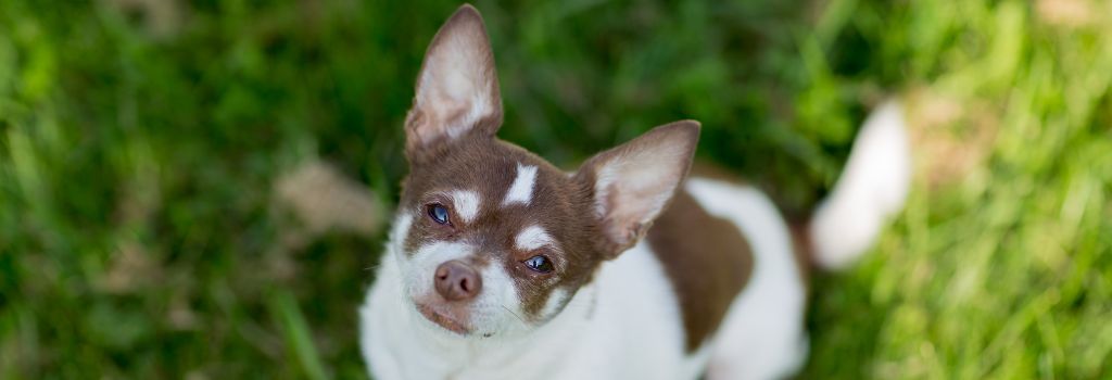 Chihuahua, Breed GeniusVets 2