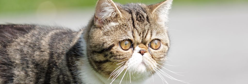 Exotic Shorthair Cat Breed, GeniusVets