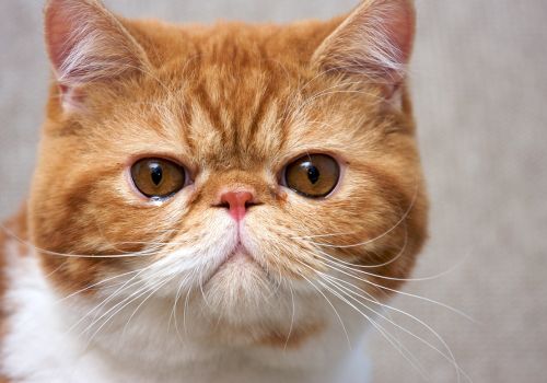 Exotic Shorthair Cat Breed, Geniusvets.