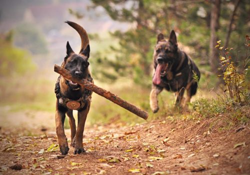 German Shepherd Dogs, Geniusvets 4.