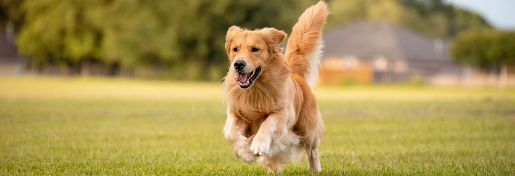 Golden Retriever Guide | Complete Breed & Care Information