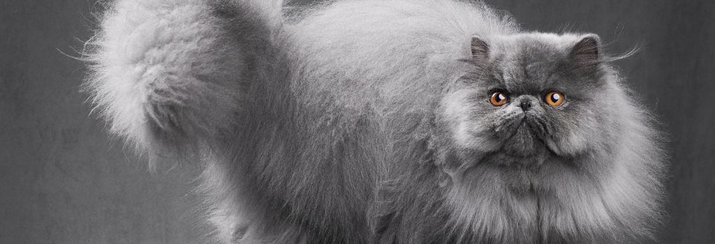 Persian Cat Breed, GeniusVets